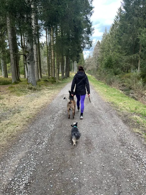 Hondengedragsdeskundige van Nynkyno wandelt ontspannen met twee honden door een rustig bos.